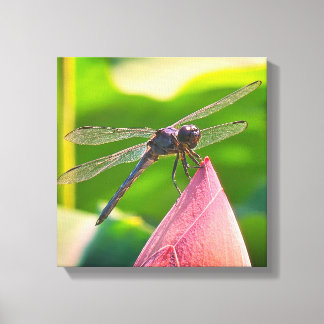 A Slaty Skimmer dragonfly Leinwanddruck