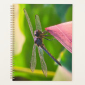 A Slaty Skimmer dragonfly Planer (Vorderseite)