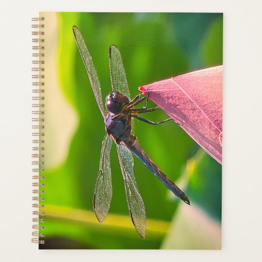 A Slaty Skimmer dragonfly Planer (Vorderseite)