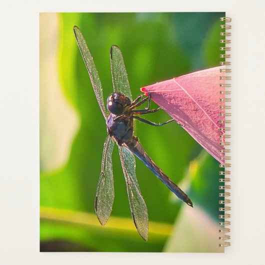 A Slaty Skimmer dragonfly Planer (Rückseite)