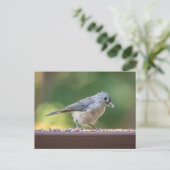A small tufted titmouse eating birdseed. postkarte (Stehend Vorderseite)