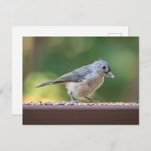 A small tufted titmouse eating birdseed. postkarte (Vorne/Hinten)