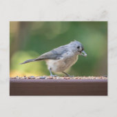 A small tufted titmouse eating birdseed. postkarte (Vorderseite)