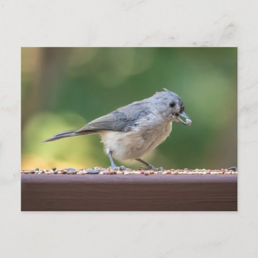 A small tufted titmouse eating birdseed. postkarte (Vorderseite)