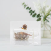 A snail and seashells postkarte (Stehend Vorderseite)