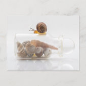 A snail and seashells postkarte (Vorderseite)