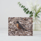 A Spring Robin Postkarte (Stehend Vorderseite)