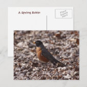 A Spring Robin Postkarte (Vorne/Hinten)