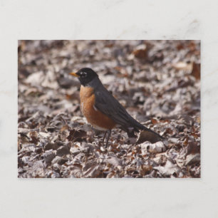 A Spring Robin Postkarte