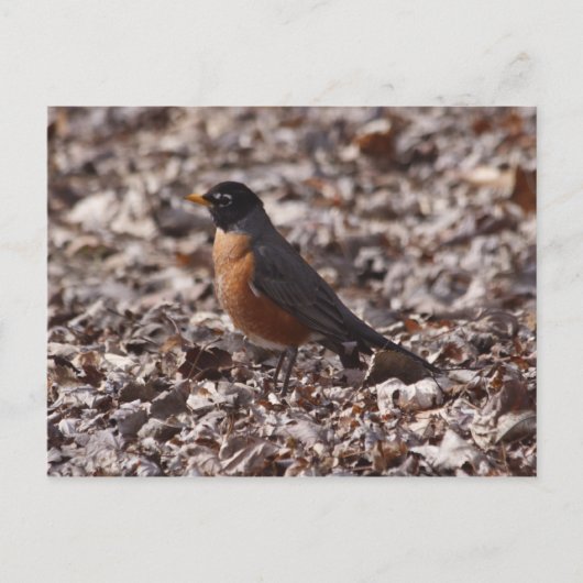 A Spring Robin Postkarte (Vorderseite)
