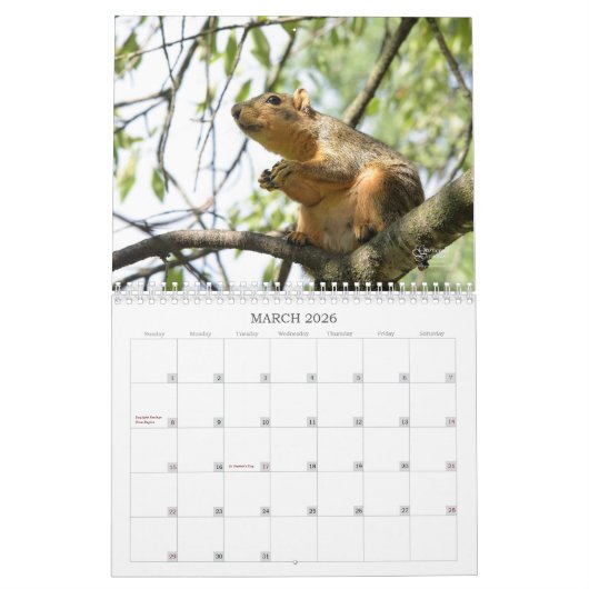 A Squirrel's Tale 2026 Wall Calendar Kalender (Mär 2026)