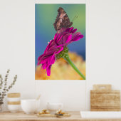 A Swallowtail Butterfly | Papilio Multicaudatus Poster (Küche)