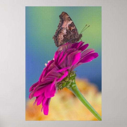 A Swallowtail Butterfly | Papilio Multicaudatus Poster (Vorne)