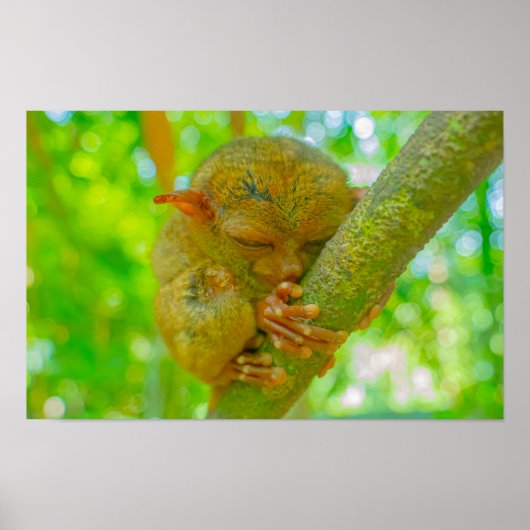 A Tarsier's Tranquil Slumber in Bohol Poster (Vorne)