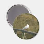 A tern - Magnet (Vorderseite/Rückseite)