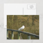 A tern - Postkarte (Vorne/Hinten)