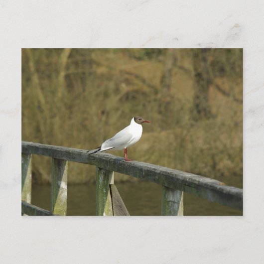 A tern - Postkarte (Vorderseite)