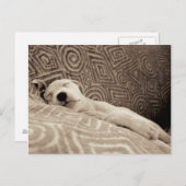 A Tired Dog Postkarte (Vorne/Hinten)