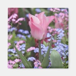 A tulip at Luxembourg Gardens, Paris, France Magnet