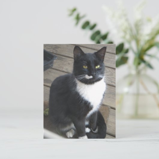 A Tuxedo Cat Postkarte (Stehend Vorderseite)