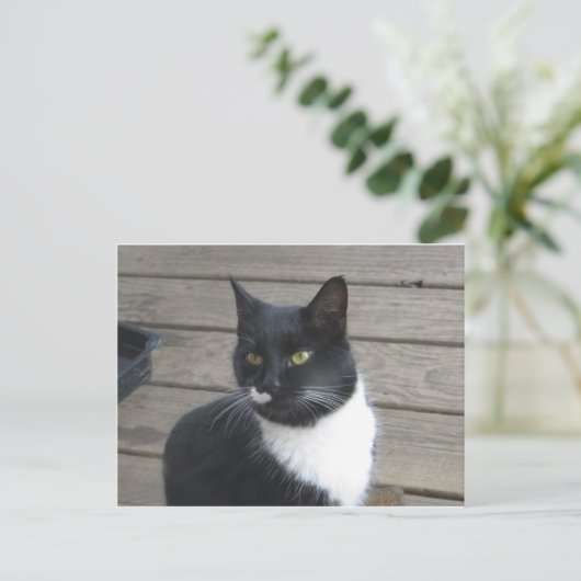 A Tuxedo Cat Postkarte (Stehend Vorderseite)