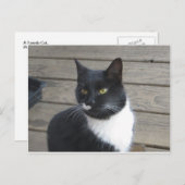 A Tuxedo Cat Postkarte (Vorne/Hinten)