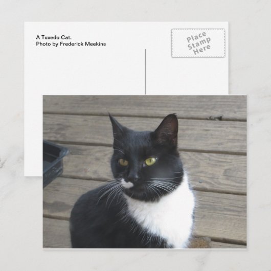 A Tuxedo Cat Postkarte (Vorne/Hinten)