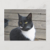 A Tuxedo Cat Postkarte (Vorderseite)