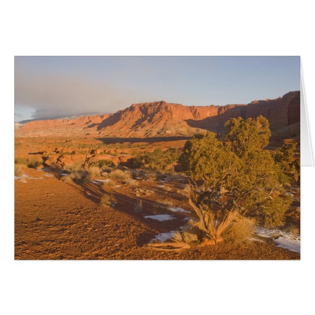 A Utah Juniper Juniperus osteosperma) Baum in 2 (Vorderseite (Horizontal))