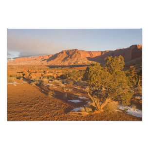 A Utah Juniper Juniperus osteosperma) Baum in 2 Fotodruck
