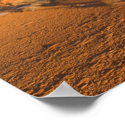 A Utah Juniper Juniperus osteosperma) Baum in 2 Poster (Ecke)