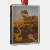 A Utah Juniper Juniperus osteosperma) Silbernes Ornament (Rechts)
