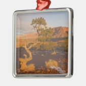 A Utah Juniper Juniperus osteosperma) Silbernes Ornament (Links)
