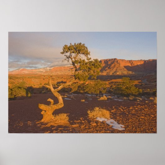 A Utah Juniper Juniperus osteosperma) tree in Poster (Vorne)