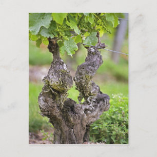 A very old vine in the Clos de l'Echo vineyard Postkarte