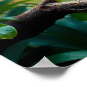 A vibrant Toucan Tropical Jungle Poster (Ecke)