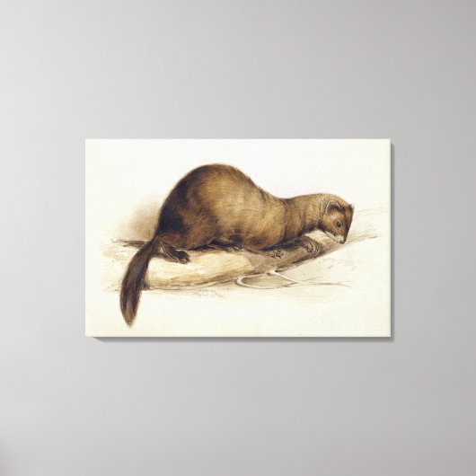A Weasel, 1832 (w/c, Pen, Tinte, Gouache und Kaugu Leinwanddruck (Vorderseite)