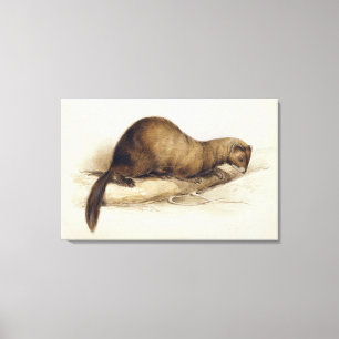 A Weasel, 1832 (w/c, Pen, Tinte, Gouache und Kaugu Leinwanddruck