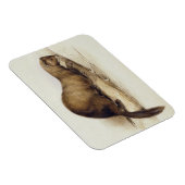 A Weasel, 1832 (w/c, Pen, Tinte, Gouache und Kaugu Magnet (Rechte Seite)