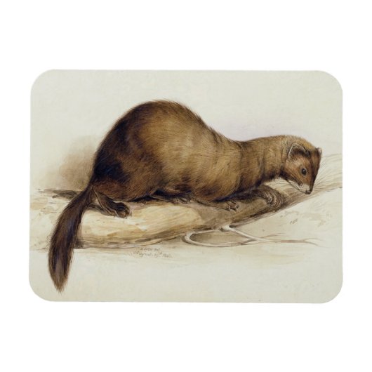 A Weasel, 1832 (w/c, Pen, Tinte, Gouache und Kaugu Magnet (Horizontal)