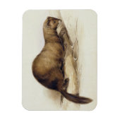 A Weasel, 1832 (w/c, Pen, Tinte, Gouache und Kaugu Magnet (Vertikal)