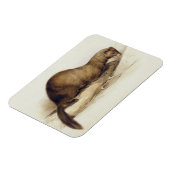 A Weasel, 1832 (w/c, Pen, Tinte, Gouache und Kaugu Magnet (Linke Seite)