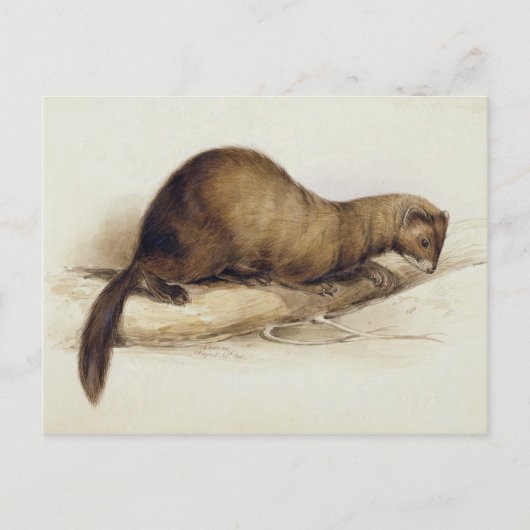 A Weasel, 1832 (w/c, Pen, Tinte, Gouache und Kaugu Postkarte (Vorderseite)