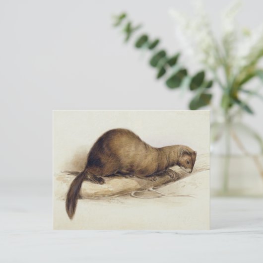 A Weasel, 1832 (w/c, Pen, Tinte, Gouache und Kaugu Postkarte (Stehend Vorderseite)
