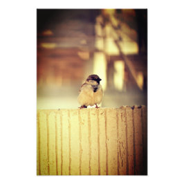 A Wee Sparrow Fotodruck