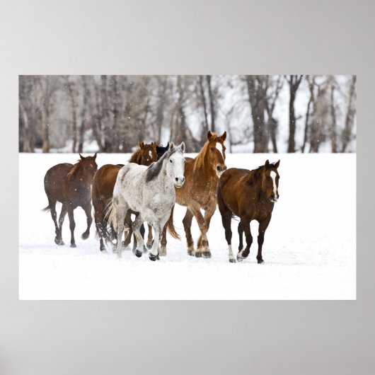 A winter scenic of running horses on The 2 Poster (Vorne)