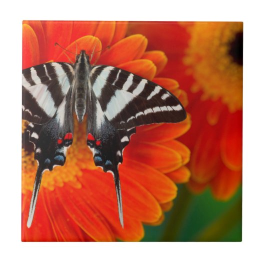 A Zebra Frack Butterfly Fliese (Vorderseite)