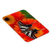 A Zebra Frack Butterfly Magnet (Rechte Seite)