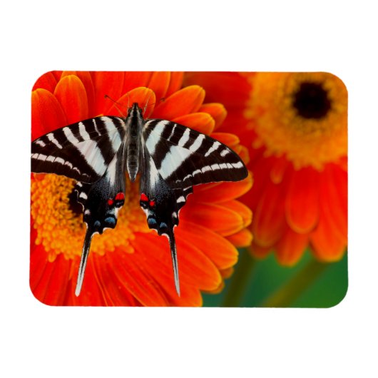 A Zebra Frack Butterfly Magnet (Horizontal)
