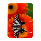 A Zebra Frack Butterfly Magnet (Vertikal)